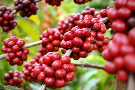Giá cà phê hôm nay 14/2/2025: Arabica liên tiếp tăng, chưa biết đâu là điểm dừng