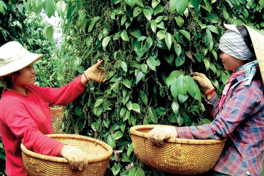 'Vàng đen' sốt giá, nông dân Việt trồng tiêu 'hái lộc trời' giữa lúc nguồn cung toàn thế giới khan hiếm