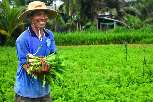 Loại rau bình dân bỗng ‘lên hương’, nông dân Sóc Trăng phấn khởi đón ‘mùa vàng’