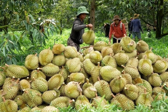 Hết thời bán tháo, sầu riêng Việt ‘hồi sinh’ trên đất Trung Quốc