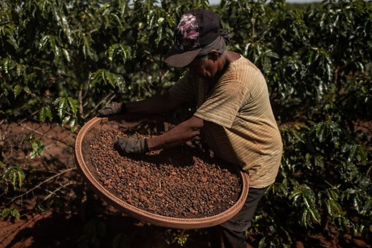 Hạn hán Brazil khiến cà phê 'sốc giá': Nông dân vét sạch kho, Starbucks gần 100.000 đồng/ly