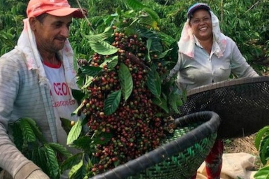 Chấn động ngành cà phê Brazil: Hai nhà xuất khẩu lớn xin bảo hộ phá sản