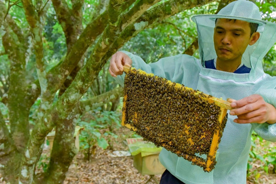 'Hái lộc' nhờ vườn quốc gia, mỗi năm thu nhập 200 triệu đồng