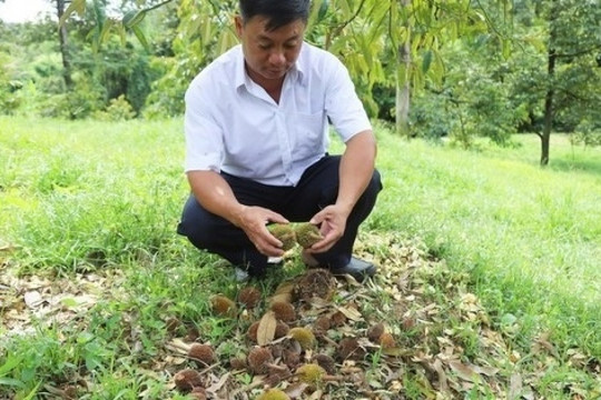 Người dân ‘xã tỷ phú’ ở Lâm Đồng rơi vào cảnh lao đao: Cây triệu đô liên tục rụng hoa, quả non là rơi