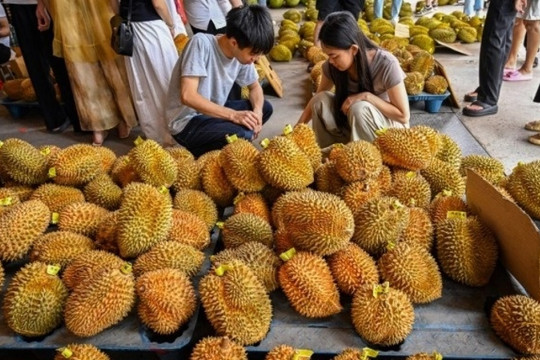 Lận đận tại Trung Quốc, sầu riêng Thái Lan 'đặt cược' vào bến đỗ mới