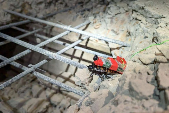 Gián lai robot của Singapore hỗ trợ tìm kiếm cứu nạn sau trận động đất ở Myanmar
