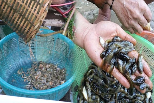 Con đặc sản ở Thanh Hóa mới nghe tên đã 'khiếp vía', chỉ khách quý mới được ăn: 70.000đ/kg, muốn mua không dễ