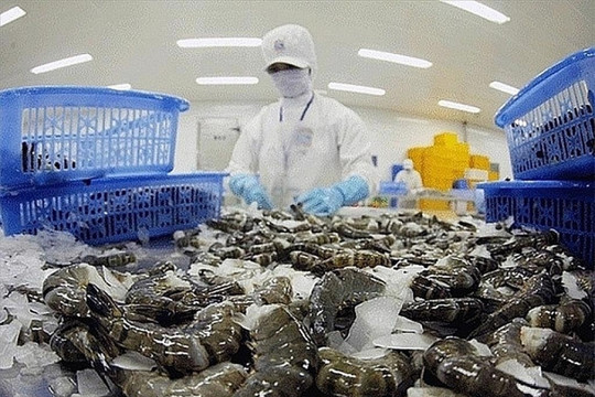 Thị phần xuất khẩu sang Mỹ gần như bằng 0, 'ông lớn' ngành tôm báo doanh thu bùng nổ gấp 2 lần