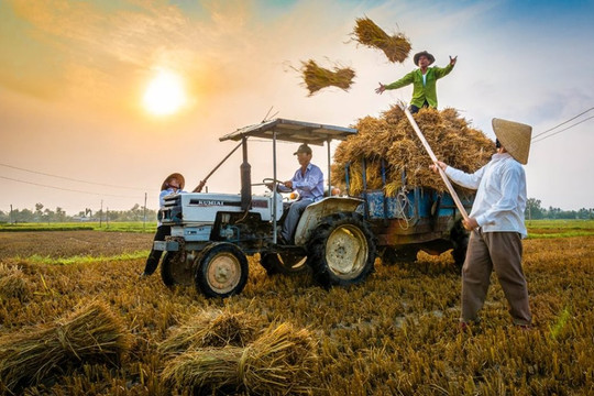 Từ Lộc Trời đến Vinaseed: Một sân chơi, hai hành trình phát triển