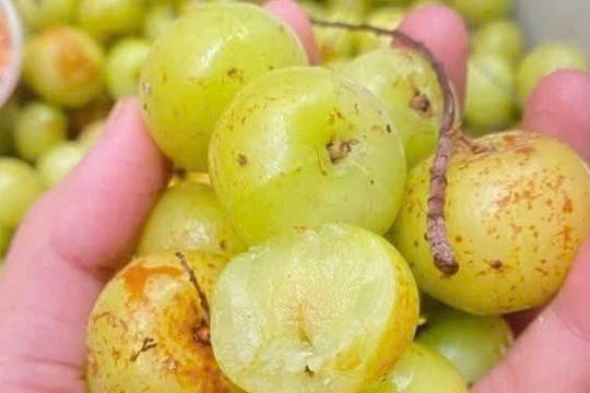 Loại quả dân dã xưa ít ai để ý, giờ thành đặc sản đắt khách nhờ hương vị lạ, giá gần 100.000 đồng/kg