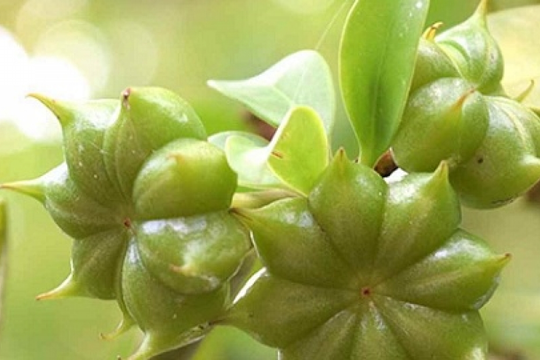 Việt Nam sở hữu loại hoa được coi là 'báu vật trời ban', cực hiếm trên thế giới: Mang về hơn 12 triệu USD trong quý I/2025
