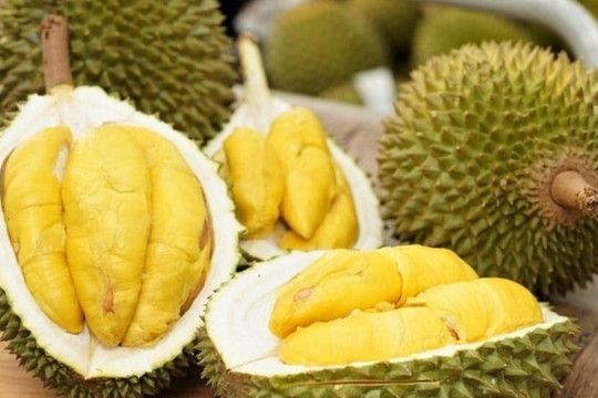 Sầu riêng rớt giá thảm, doanh nghiệp gồng lỗ, nông dân bán tháo