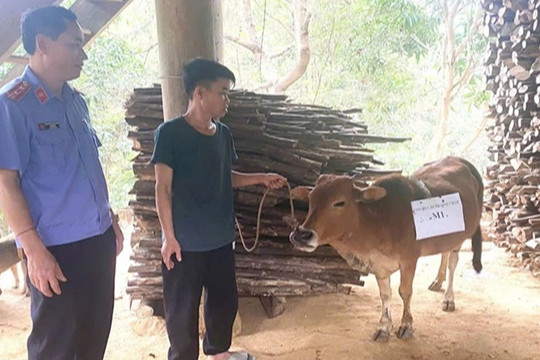 Ly kỳ 2 nhà đưa bò đi xét nghiệm ADN, chi phí 'chát' hơn giá con bò