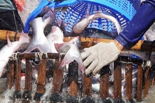 'Mỏ vàng ngoài khơi' của Việt Nam tăng tốc xuất khẩu, một ‘ông lớn’ trong ngành lãi đột biến giữa áp lực thuế quan