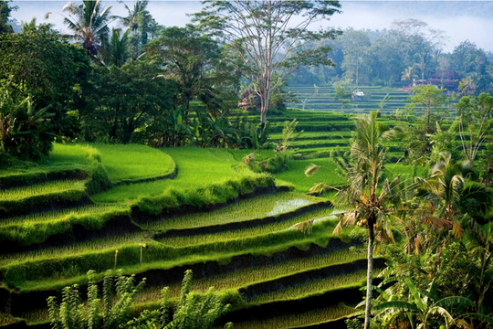 Indonesia thẳng thừng từ chối bán gạo cho nước láng giềng Malaysia: Cơ hội vàng cho gạo Việt Nam