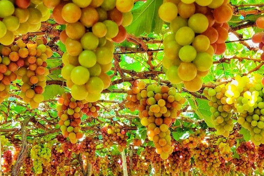Siêu thực phẩm trồng rất nhiều ở Ninh Thuận, khiến bác sĩ tim mạch và da liễu gật gù khen ngợi