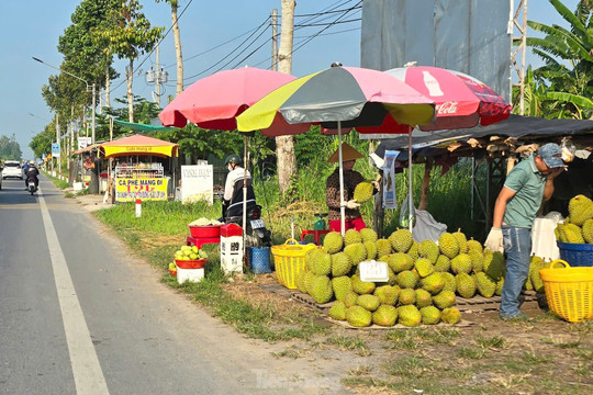 Sầu riêng ‘rẻ như bèo’ bán đầy đường