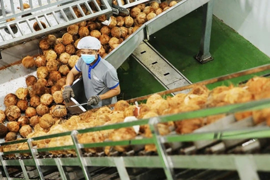 'Giá dừa tăng nhanh như giá vàng': Nguồn cung sụt giảm, xuất khẩu Việt bứt phá