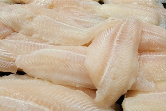 Cá tra Lào lên đường sang Trung Quốc, chính thức gia nhập 'cuộc đua vàng trắng'