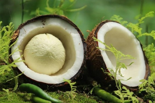 Giá loại quả khác biệt nhất lập đỉnh lịch sử, Việt Nam đặt mục tiêu xuất khẩu cán mốc 1 tỷ USD