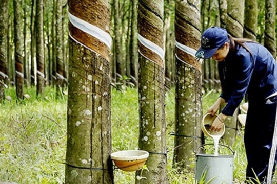Giá 'vàng trắng' Việt tăng mạnh nhất trong 3 năm, doanh nghiệp vào guồng xuất ngoại