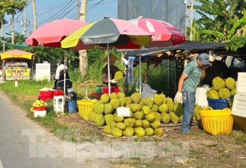 Cám cảnh 'trái cây vua': Tiểu thương thờ ơ, người trồng mỏi mòn chờ khách