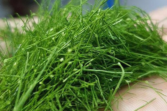 Đừng chỉ ăn quả, lá cây này quý như 'nhân sâm người nghèo': Giá rẻ như cho ngoài chợ, người Việt thường dùng mà không biết công dụng
