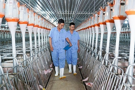 Tháng 4 bùng nổ, lãnh đạo BAF tự tin với thương hiệu thịt sạch 'không lo như ăn lòng se điếu'