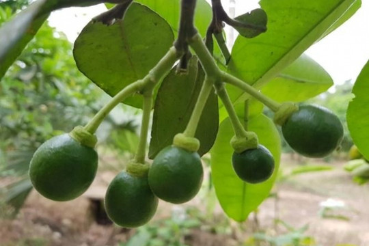 Thị trường có tiêu chuẩn khắt khe nhất thế giới vừa công nhận một loại quả của Việt Nam đủ điều kiện an toàn sinh học để nhập khẩu