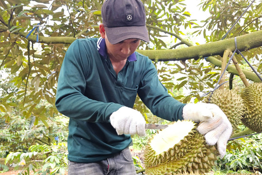 Hai đơn vị 'truy' chất cấm trong sầu riêng