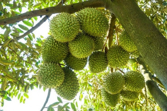 Hé lộ địa phương sắp trở thành siêu vùng trồng sầu riêng mới sau sáp nhập tỉnh thành với 42.000ha