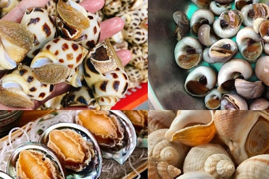 'Vàng dưới biển' Việt Nam gây sốt tại Trung Quốc: Xuất khẩu tăng dựng đứng gần 2.000%, thu về hàng chục triệu USD
