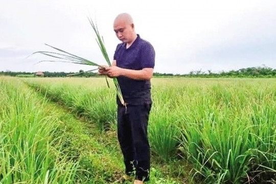 Nông dân Vĩnh Long trồng thứ cây tốt um, thu hoạch đến đâu khách ngoại gom sạch: Bà con quanh vùng còn biết ơn