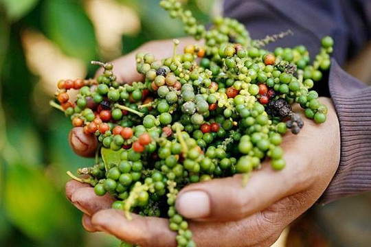 Lý do Việt Nam phải chi hàng chục triệu USD nhập khẩu hồ tiêu mỗi tháng