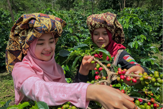 Nền kinh tế số 1 Đông Nam Á tham vọng đứng thứ 2 thế giới về cà phê, Việt Nam có bị vượt mặt?