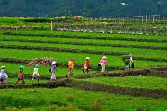 Nền kinh tế số 1 Đông Nam Á liên tiếp phá kỷ lục dự trữ gạo, sắp tự cung tự cấp: Việt Nam thiệt đơn thiệt kép?