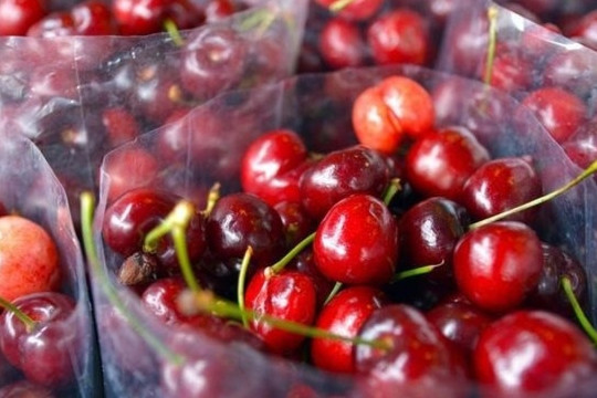 Giá 600.000 đồng/kg, một loại cherry Trung Quốc đang hạ knock-out đối thủ Mỹ - Úc