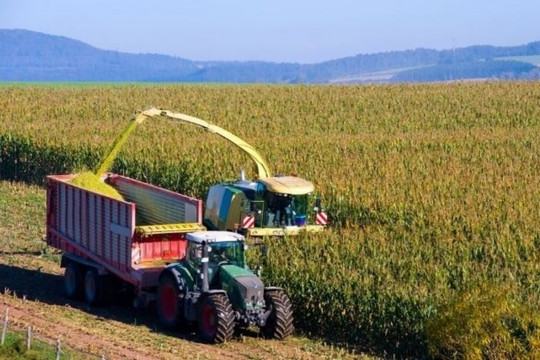 Kỷ lục mới trên thị trường ngô thế giới năm 2025