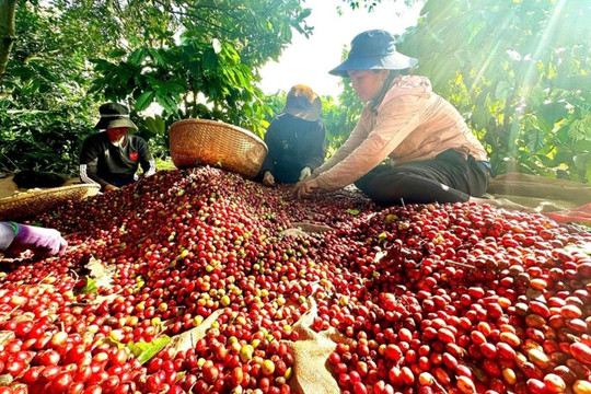 Xuất khẩu cà phê thứ 2 thế giới, vì sao Việt Nam 'yếu' khâu chế biến?