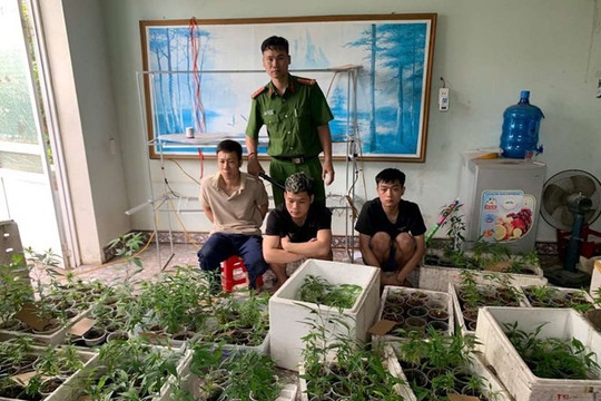 Công an thu giữ gần 320 cây cần sa được trồng trong nhà cựu sinh viên Đại học Bách Khoa Hà Nội
