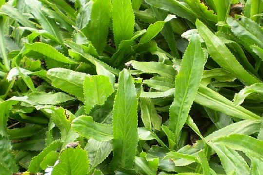 Thứ rau rẻ bèo, xuất hiện quanh năm ở chợ Việt nhưng lại là 'vàng xanh' cho sức khỏe