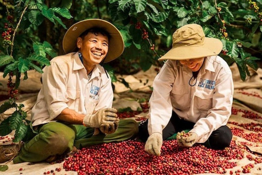Một quốc gia Đông Nam Á đặt mục tiêu vượt Việt Nam, vươn lên vị trí thứ hai thế giới về sản xuất cà phê