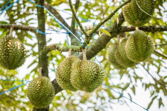 Loại quả tỷ đô dính 'báo động đỏ' từ Trung Quốc, Chủ tịch hiệp hội gửi tâm thư đến Bộ trưởng để cứu người nông dân