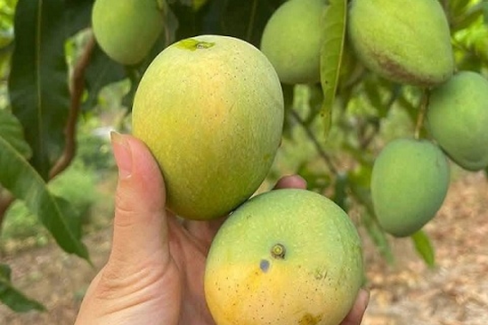 Đặc sản vùng cao một thời bị bỏ quên, nay thành 'hàng hot' ở phố thị: Giá mềm, hương vị đặc biệt