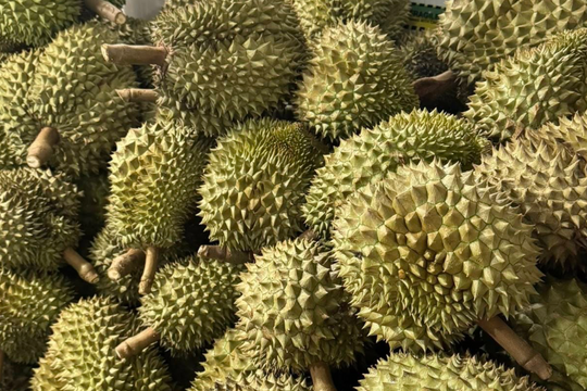 Sầu riêng gặp 'báo động đỏ' từ Trung Quốc, Chủ tịch hiệp hội gửi tâm thư đến Bộ trưởng
