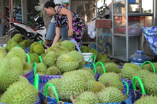 Giá lao dốc, xuất khẩu bất thành, người trồng sầu riêng vỡ mộng?