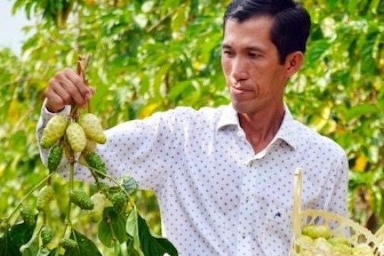 Cây từng mọc dại ven sông nay mang lại hơn 1 tỷ đồng mỗi năm cho chàng trai 8X miền Tây