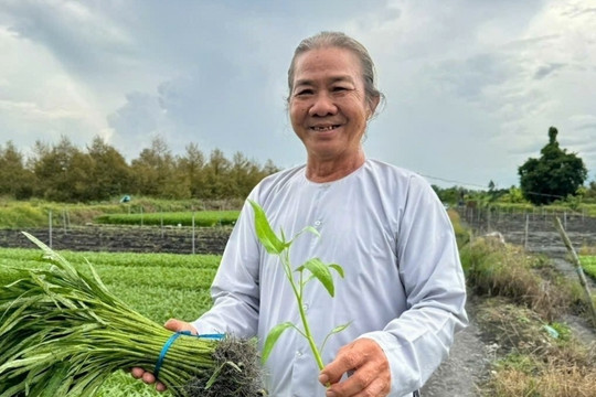 Nông dân ở Cần Thơ rủ cả xóm trồng ‘nhân sâm của người nghèo’: Thu hoạch đến đâu hết sạch đến đó, xung quanh đều khấm khá