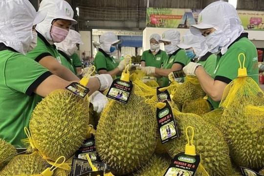 Tin vui cho sầu riêng Việt: Trung Quốc vừa cấp thêm gần 1.000 'giấy thông hành' cho quả tỷ đô