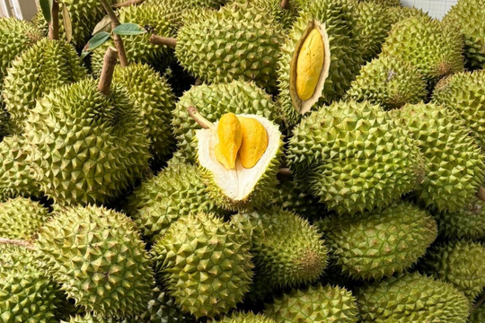 Sầu riêng Việt Nam bất ngờ nhận tin vui lớn từ Trung Quốc